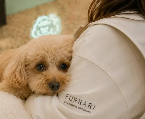 毛孩在 Furrari 店內放鬆靠近美容師