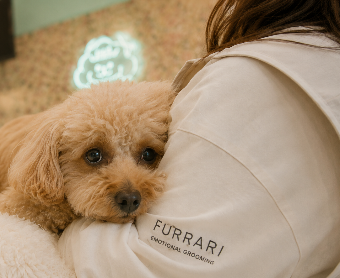 毛孩在 Furrari 店內放鬆靠近美容師