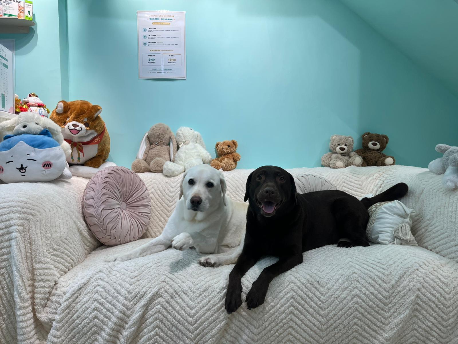 毛孩在 Furrari 梳化位置休息